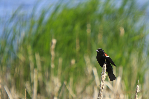 Redwinged Blackbird in the Wind - #2