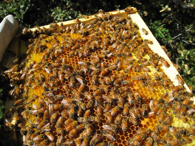 beekeeping 256 (650 x 488)