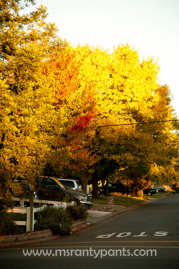 Fall Color 2010-16.jpg