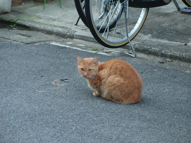 Today's Cat@2010-11-04