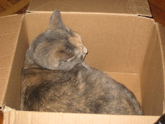 same box, different cat