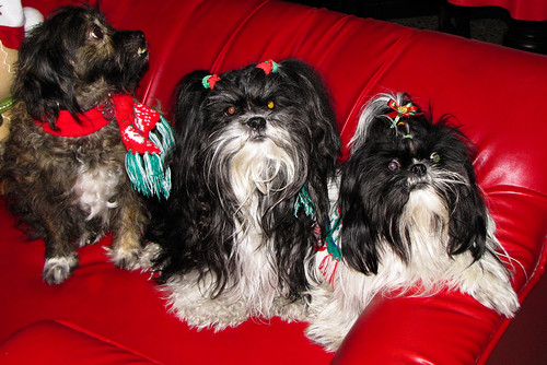 Mis perritos celebrando la Navidad