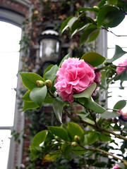 Pink Pagoda camellia
