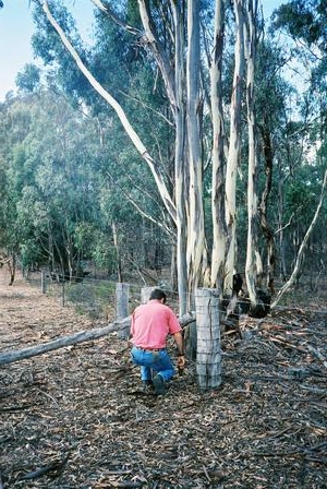 back corner in south east, showing trees from state forest