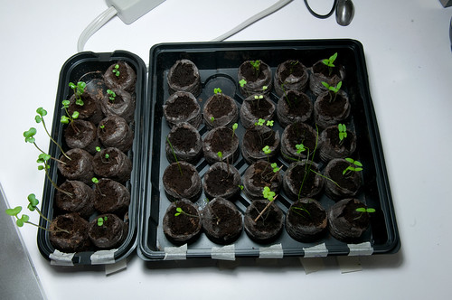 this years first seedlings