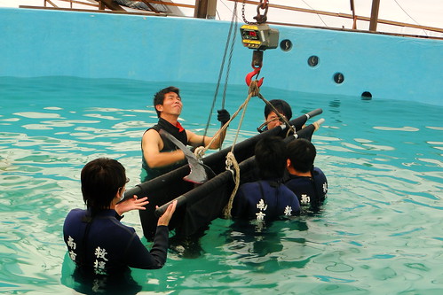 救援志工搬運小抹香鯨至救援池(林務局提供)