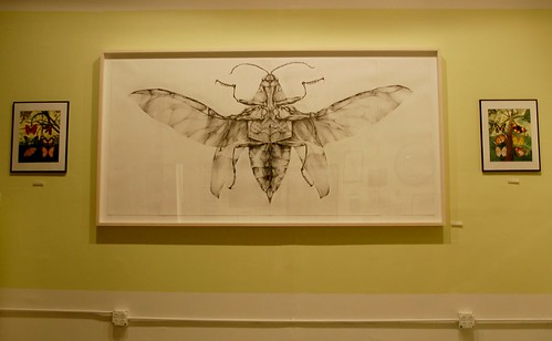 Joianne Bittle, Jewel Beetle (ventral side), graphite on paper