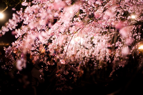 *cherry blossom*