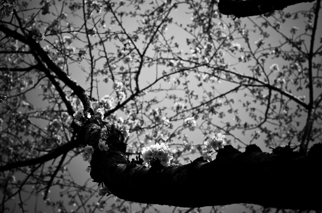 cherry blossoms #3
