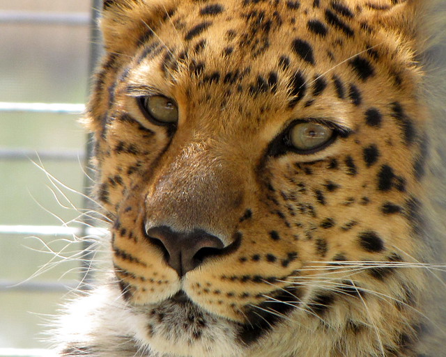 california road trip feline conservation center leopard poppy maur sakhar efbcs