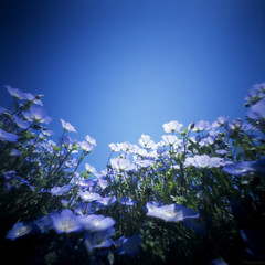 Blue sky, blue flowers 2010