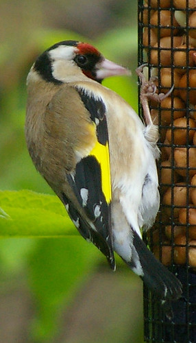 Goldfinch 2