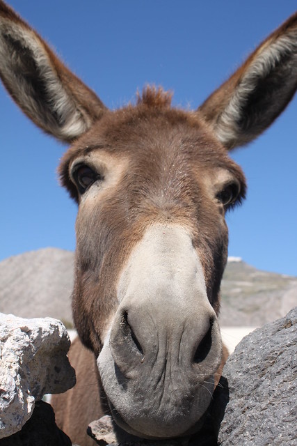 Santorini's donkey