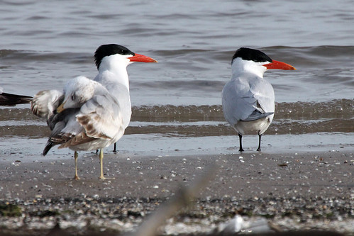 Ring-billed Gull and Caspian Terns