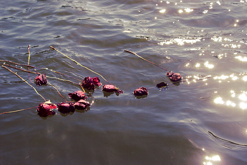 Floating roses
