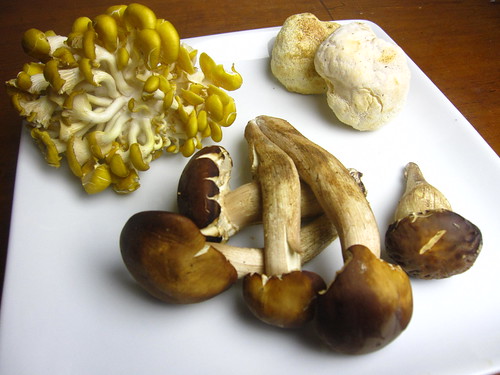 (l-to-r) Yellow Oyster, Piopini, and Lion's Mane mushrooms