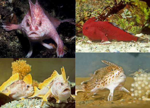 Nueva Especie: El Handfish, pez con brazos en Australia