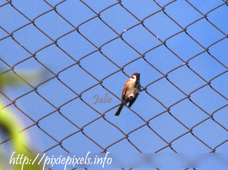 April 17 bird on wire fence