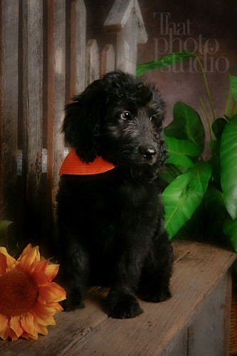 goldendoodle puppies california. Goldendoodle puppy poses for