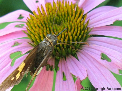 Attracting Pollinators 5