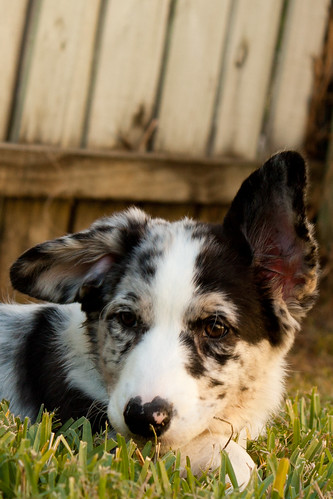 Byron - Cardigan Welsh Corgi Puppy