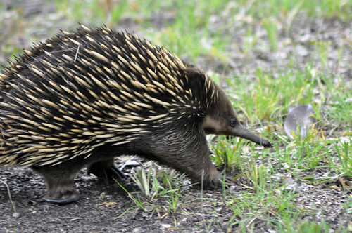 Echidna - our unexpected visitor