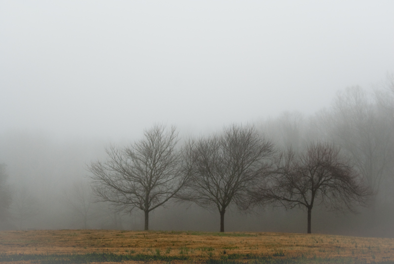 Day 66: Trees in the Fog