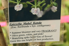 Orchid Name
