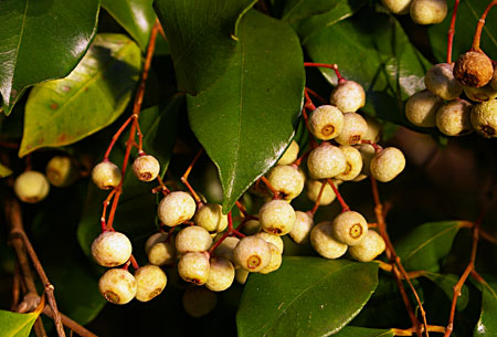 White Acmena fruits