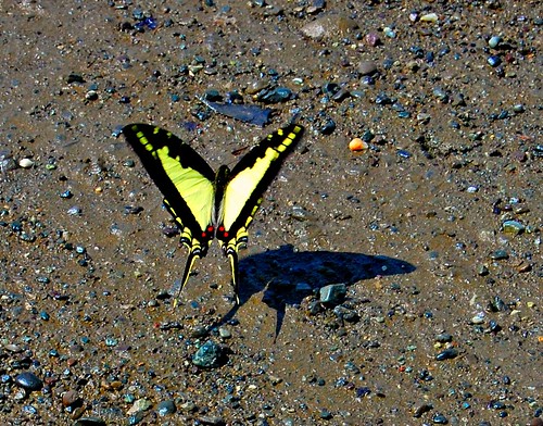 Costa Rica_butterfly