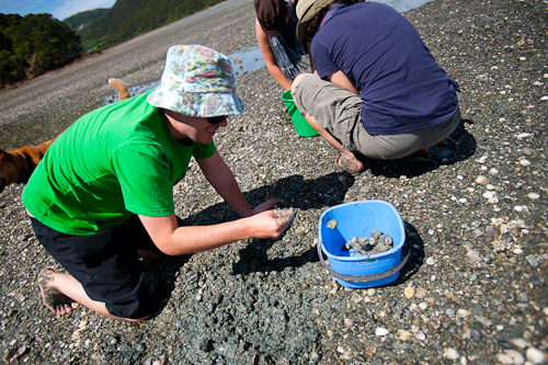 Collecting cockles on Waiheke Island, outside Auckland, New Zealand
