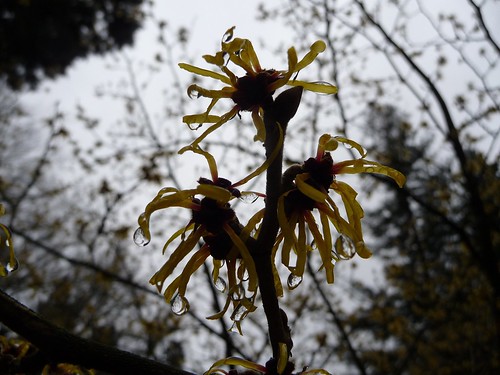 Early Blooming Chinese Witch Hazel