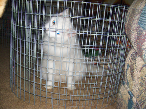Kitt in prison