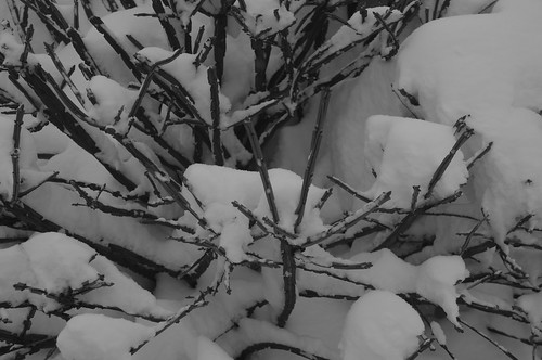 Snow and branches