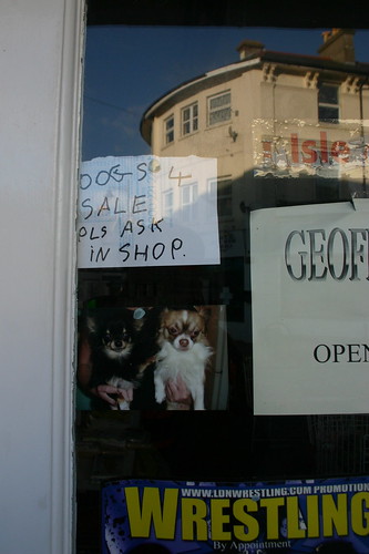 Dogs for Sale, Isle of Wight