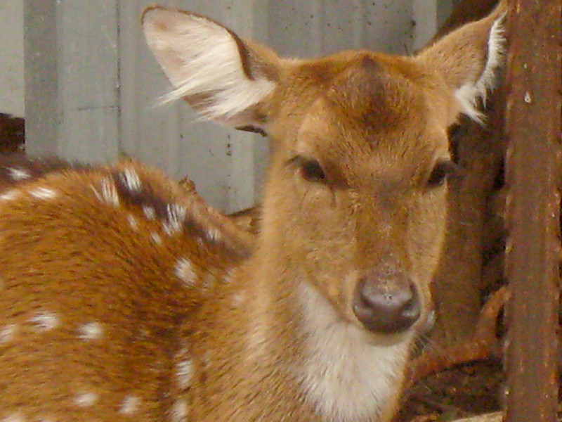 26-2-2010-endearing-bambi2