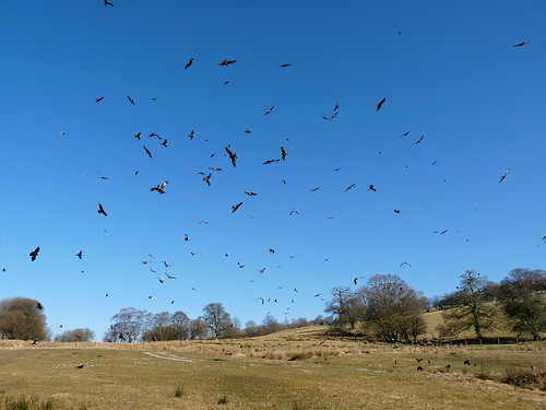 12088 - Red Kites at Gigrin Farm