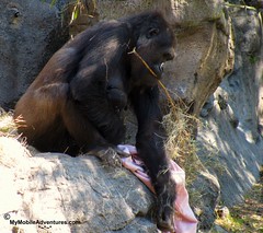 IMG_3131-WDW-DAK-baby-gorilla