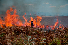 Controlled Burning, Nyika National Park