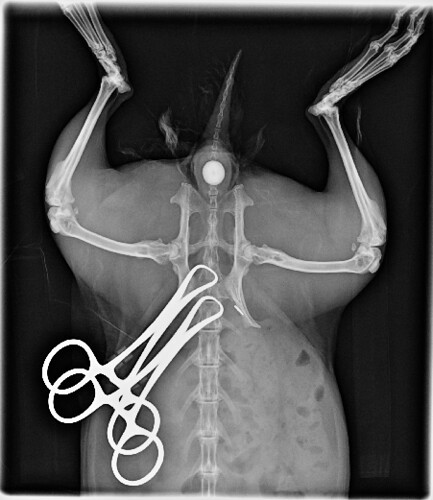 Derby - Mid-Surgery X-ray