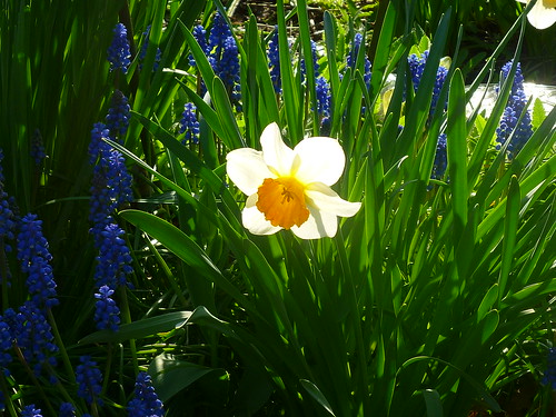 afternoon daffodil