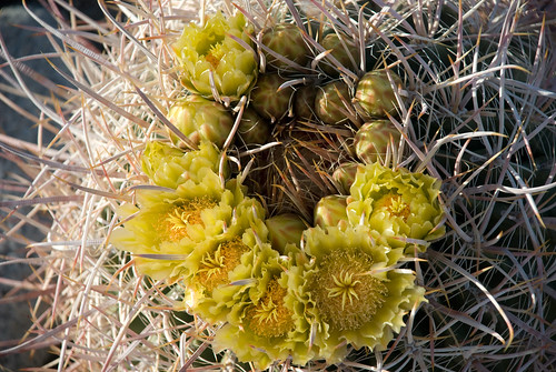 Barrel Cactus Double Crown