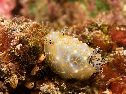 Gold Lace Nudibranch