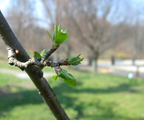 Nature - spring buds 1