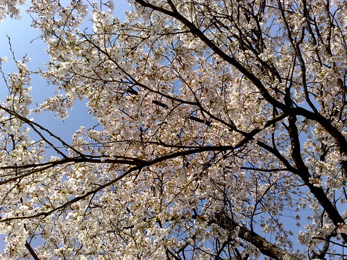 sakura cherry blossom 桜満開
