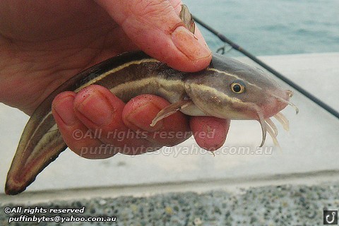 Striped Catfish - Plotosus lineatus