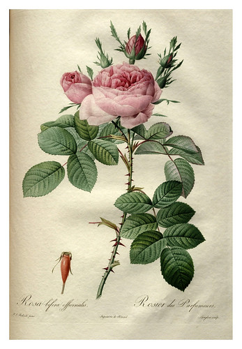 018-Les roses 1817-1824- Pierre-Joseph Redouté