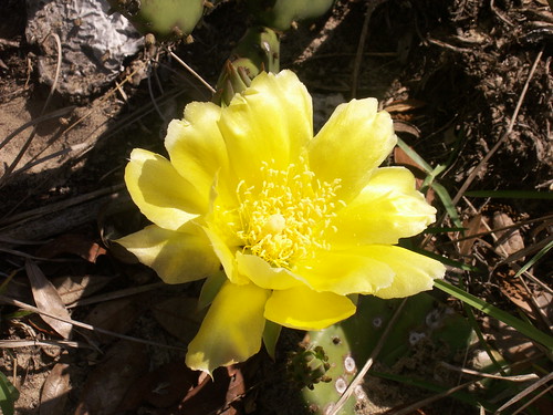 100502-cactusflower1-ok