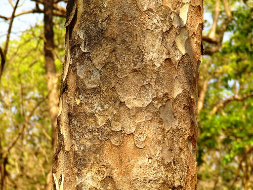 mitragyna  Mitragyna parviflora flaking bark कळम Rubiaceae2010_0427_Anshi_0001 picture photo bild