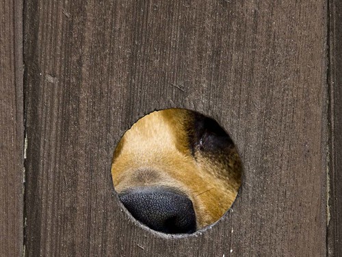Dog looking through hole